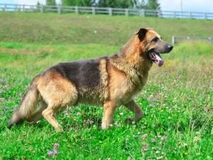 Кои кучета са подходящи за малки апартаменти, heppidogs