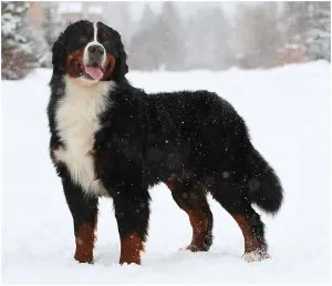 Кои кучета търсят трюфели, heppidogs