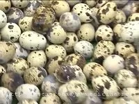 Как за лечение на крампи на краката, народната медицина Как за лечение на крампи на краката, народната медицина