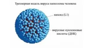 Как за лечение на човешки папилома вирус най-ефективните методи