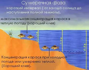 Как да хвана шаран лов за голям шаран