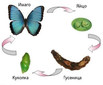 Как мога да растат пеперуда в дома