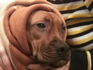 Как да даде име на куче лабрадор heppidogs