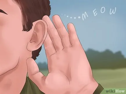 Как да се намери липсващата котка