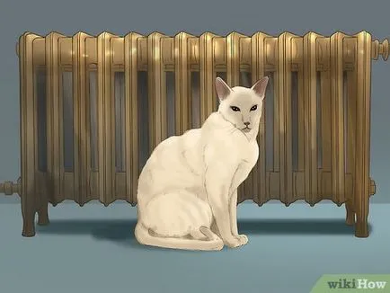 Как да се намери липсващата котка