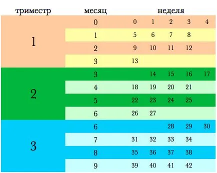 Какво е животът ми бременност бременност седмица след седмица, месец или тримесечие