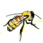Hogyan kell felhívni állapotok hangya (ant) Hogyan kell felhívni hangya szakaszaiban