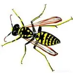 Hogyan kell felhívni hangya szakaszában ( „hogyan kell felhívni egy hangya”) Hogyan kell felhívni hangya szakaszaiban