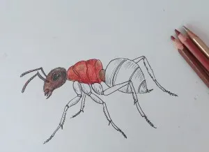 Hogyan kell felhívni hangya fokozatosan felhívni a ceruza, babám