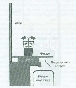 Как да се засадят резници грозде у дома Размножава се чрез резници от иглолистни породи (изрезки) Как да се засадят резници грозде у дома Размножава се чрез резници от иглолистни породи