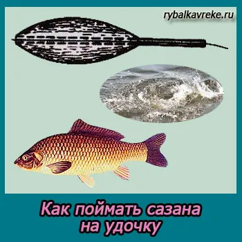 Как да хвана шаран за процеса на стръв за риба и съвети Как да хвана шаран за процеса на стръв за риба и съвети