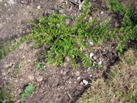 Как правилно да се грижим за Tusi зима след зима, като на корицата