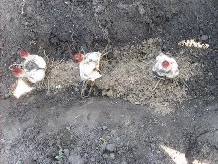 Лили разсад пружина и безболезнено възпроизвежда желания сорт (тип)