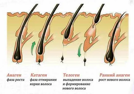 Както косата расте при каква скорост, колко бързо и колко см
