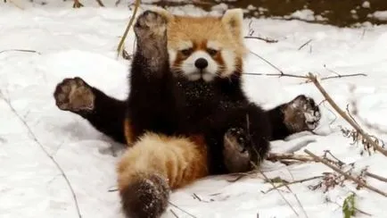 Hogy hívják azt a baba panda
