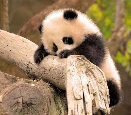 Hogy hívják azt a baba panda