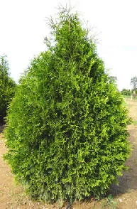 Как да се грижим за thujas моите пейзажи (много декоративни форми) Как да се грижим за thujas моите пейзажи