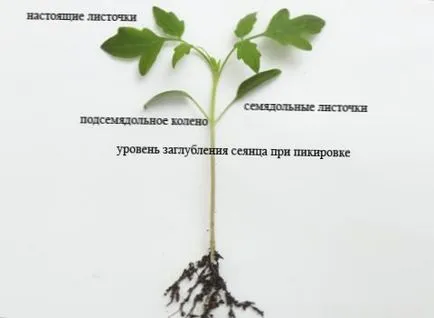 Как да расте разсад от домати у дома