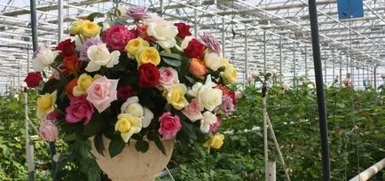 Толкова добър, колкото свежи рози (рози) Толкова добър, колкото свежи рози