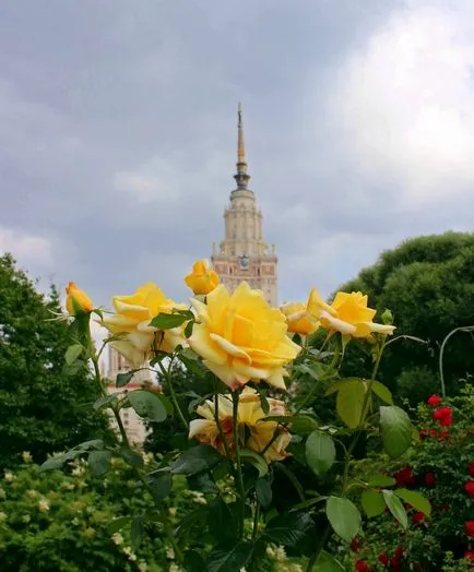 Толкова добър, колкото свежи рози (пресни) Толкова добър, колкото свежи рози