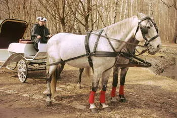 Треньори за тържества