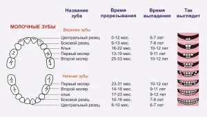 Когато бебето зъби изпадат в детето диаграма, предизвикателства и съвети за родители