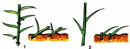 Когато трансплантирани лилии през пролетта, есента или лятото