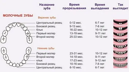 Когато есента млечните зъби при децата и препоръки подробна схема на родителите