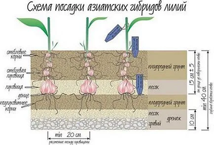 Когато трансплантирани лилии в пролетта или есента (есента) Когато трансплантиран лилии през пролетта или есента
