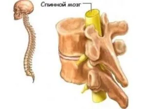 Ahogy kialakult szürkeállomány az agy gerincvelő és a medulla közeg, ahol egyaránt található (kialakított) Mivel a gerincvelő alakul ki a szürke anyag a medulla és a másodlagos, ahol egyszerre