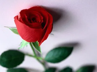 Milyen színek kell egy csokor
