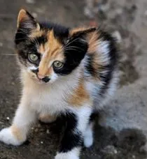 Котка ходи само, поведението на котка - всичко за котки и котки с любов