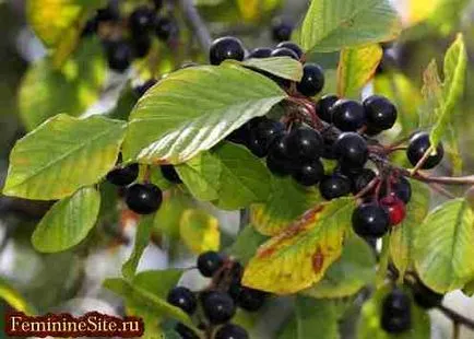 Зърнастец кора приложение