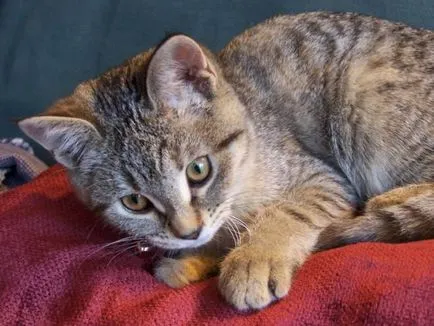 Cat напикаване кръвни причини, първа помощ, лечение