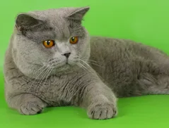 Купете котенца котки син лилав черен детска Лия (британски) Купете котенца котки син лилав черен детска Лия
