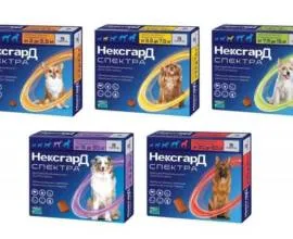 Кръвта на котка или котка типичните случаи (котка) Кръвта на котка или котка типичните случаи