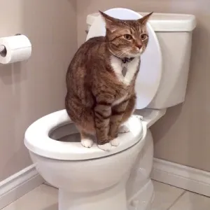 Кръв в урината на котка, котка или котенце - на причините, за диагностика и лечение