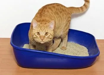 Кръв в урината на котките - за лечение на хематурия при котки - лечение в Москва