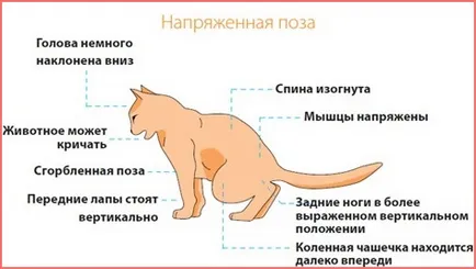 Кръв в урината на котка предизвиква и лечение Кръв в урината на котка предизвиква и лечение