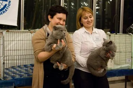 Купете котенца котки сини лилаво черно детски Лия (котенца) Купете котенца котки син лилав черен детска Лия