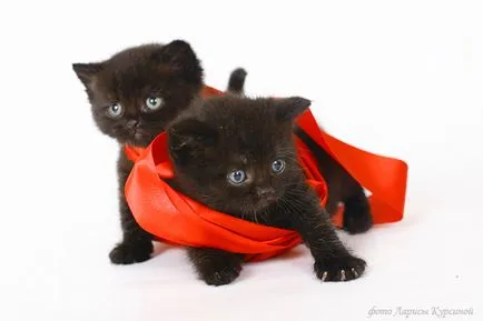 Купете котенца котки син лилав черен детска Лия (покупка) Купете котенца котки син лилав черен детска Лия