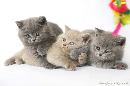 Купете котенца котки син лилав черен детска Лия (покупка) Купете котенца котки син лилав черен детска Лия