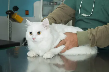 Кръв в урината на причините и лечение на котки (кръв) Кръв в урината на котка предизвиква и лечение