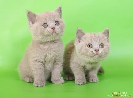 Купете котенца котки син лилав черен детска Лия (котка) Купете котенца котки син лилав черен детска Лия