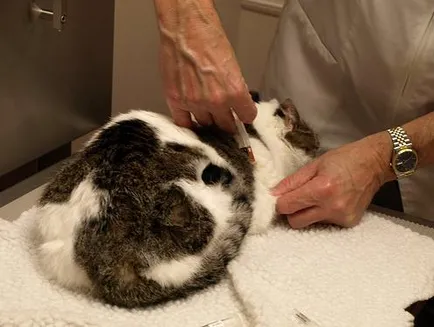 Кръв в урината на котка предизвиква и лечение (урина) Кръв в урината на котка предизвиква и лечение