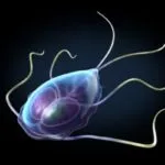 Giardia какво е, снимка и симптоми, лечение, отколкото опасно и обитаван от паразити (симптоми) Giardia какво е, снимка и симптоми, лечение, отколкото опасно и когато паразити живеят