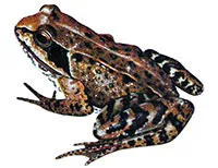 Frog трева, езеро, тресавище жаби поддържане в плен, грижи за жабата от емисия