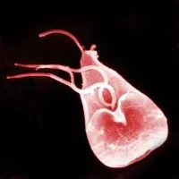 Giardia в детските симптоми и лечение на лямблиоза при дете