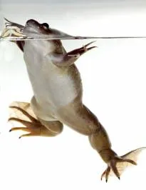 Жаба джудже (hymenochirus boettgeri)