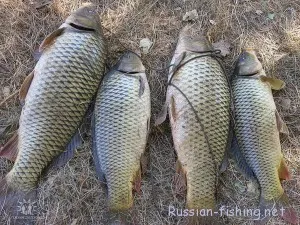 шаран наваксване